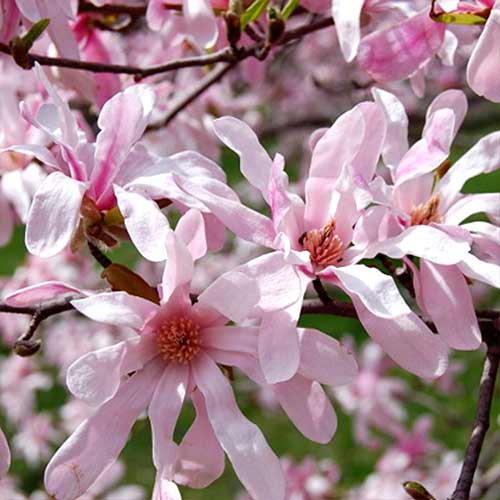 1 buc, Magnolia Leonard Messel - Răsaduri: Mod de ambalare: 1 buc