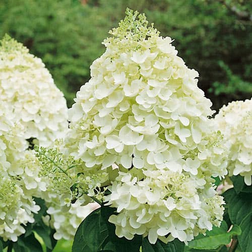 1 buc, Hortensia paniculată Silver Dollar - Răsaduri: Mod de ambalare: 1 buc