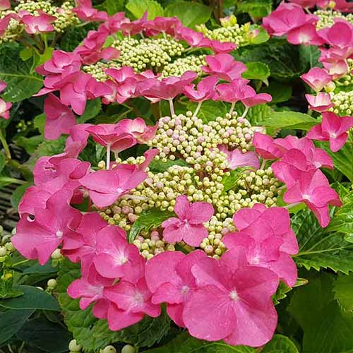 1 buc, Hortensia macrophylla Fasan - Răsaduri: Mod de ambalare: 1 buc