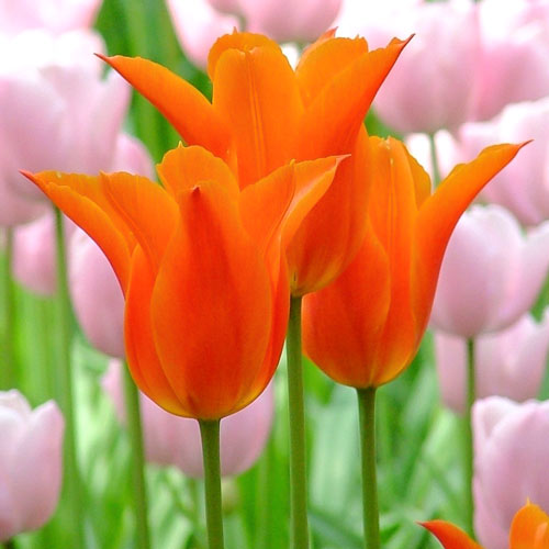 5 Stück, Tulpe Ballerina - Blumenzwiebeln: Ilość w opakowaniu: 5 Stück