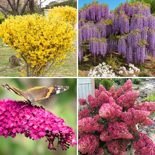 Conjunto de arbustos ornamentais Jardim colorido, 4 mudas - Plântulas: Ilość w opakowaniu: 4 plant