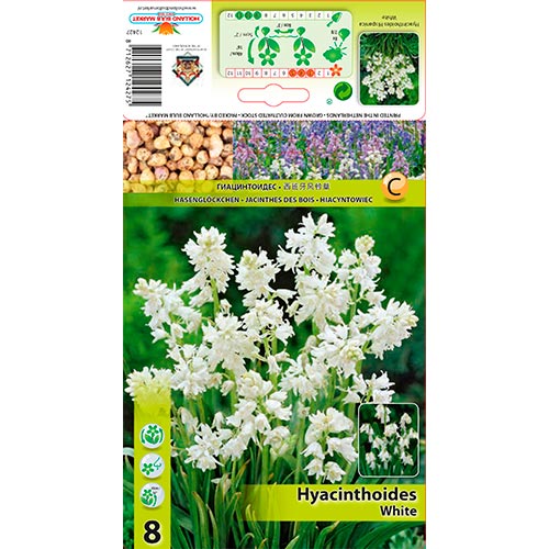Hyacinthoides Hisp. White - Bulbos: Ilość w opakowaniu: 8 bulbe