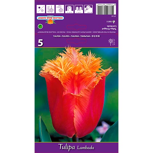 Tulipe Lambada - Bulbos: Ilość w opakowaniu: 5 bulbos