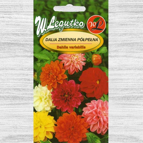 1 pac, Dalie Unwins, mix multicolor Legutko - Semințe: Mod de ambalare: 1 g