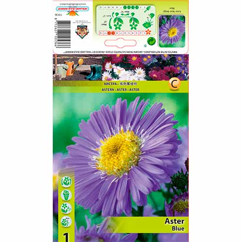 1 Stück, Glattblatt Aster Blue - Stauden: Ilość w opakowaniu: 1 Stück