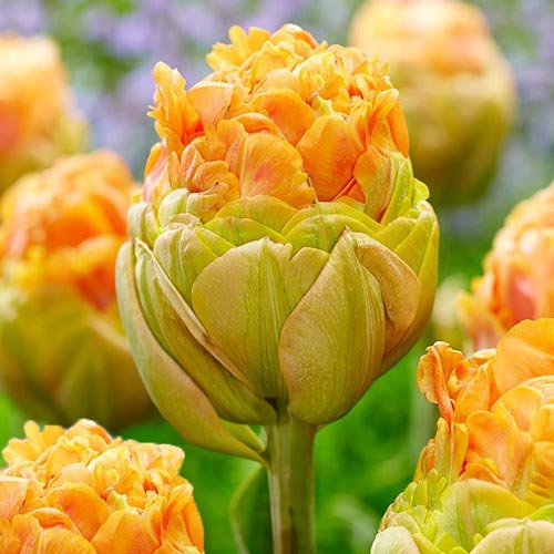10 Stück, Tulpe Le Lavendou - Blumenzwiebeln: Ilość w opakowaniu: 10 Stück