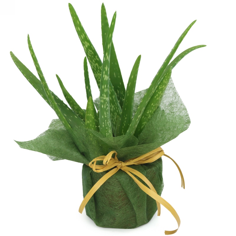 Kwiat doniczkowy Aloes