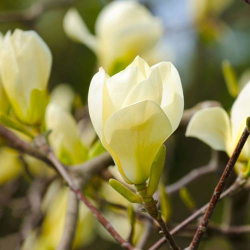 1 sadz, Magnolia Honey Tulip - Sadzonki: Ilość w opakowaniu: 1 sadz