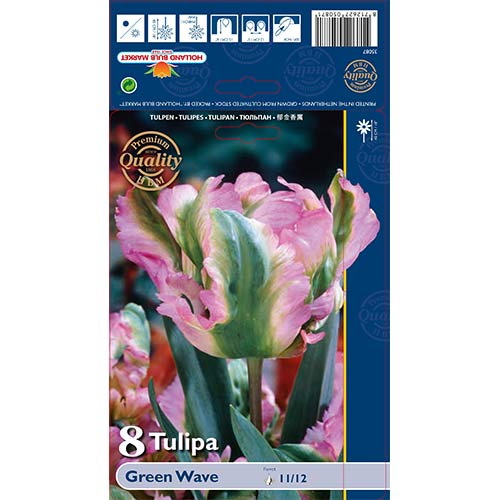 Tulipan papuzi Green Wave - Cebule: Ilość w opakowaniu: 8 szt. - GradinaMax