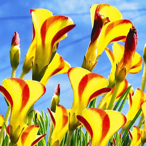 1 szt, Szczawik (Oxalis) Golden Cape - Cebule: Ilość w opakowaniu: 3 szt.