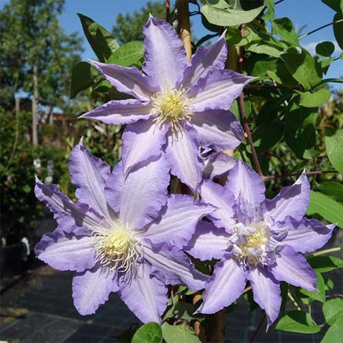 1 szt, Clematis (Powojnik) Thyrislund - Sadzonki: Ilość w opakowaniu: 1 sadz