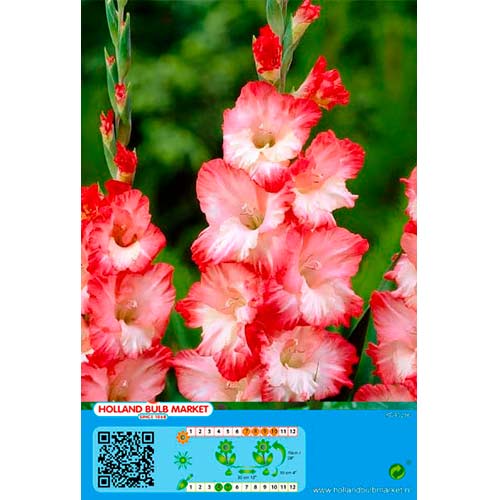 5 buc, Gladiole Pink Lady - Bulbi: Mod de ambalare: 5 buc