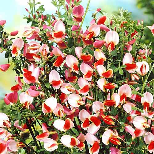 1 buc, Cytisus Maria Burkwood - Răsaduri: Mod de ambalare: 1 buc