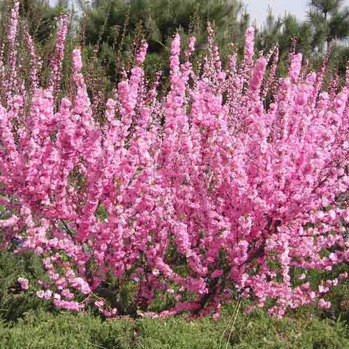 1 buc, Forsythia Roseum - : Mod de ambalare: 1 buc