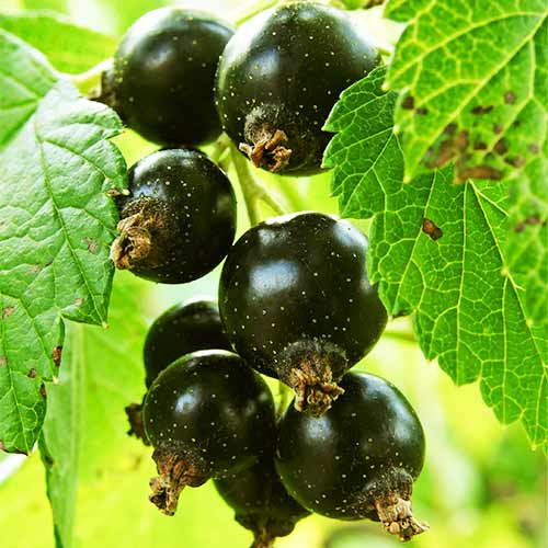 1 buc, Coacăz negru Ben Alder - Puieți: Mod de ambalare: 1 buc