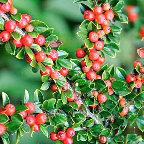 1 buc, Cotoneaster Skogholm - Răsaduri: Mod de ambalare: 1 buc