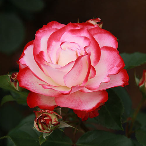 1 buc, Trandafir floribunda Prince De Monaco - Butași: Mod de ambalare: 1 buc