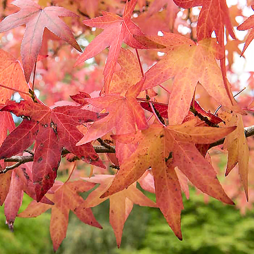 1 buc, Arbore de Gumă - Răsaduri: Mod de ambalare: 1 buc