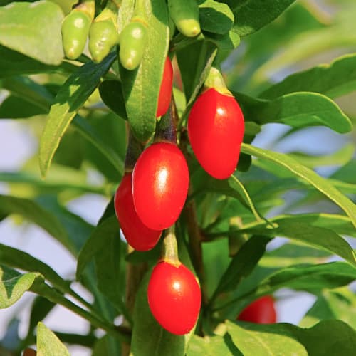 Godji Sweet Berry, P9 - : Monžstvo balíkov: 1 sad