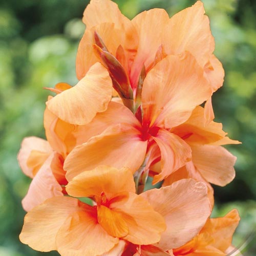 Kana Apricot Dream - : Monžstvo balíkov: 1 kus