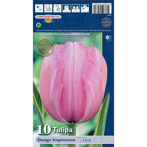 10 Stück, Tulpe Design Impression - Blumenzwiebeln: Ilość w opakowaniu: 10 Stück