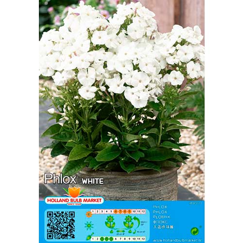 1 Stück, Flammenblume White - Stauden: Ilość w opakowaniu: 1 Stück