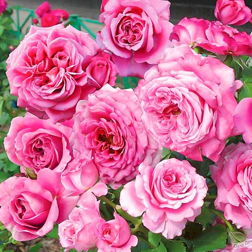 1 Pflanze(n), Rose Picotee Vaza (Menge im Paket: 1 Pflanze) - Setzlinge: Ilość w opakowaniu: 1 Pflanze(n)