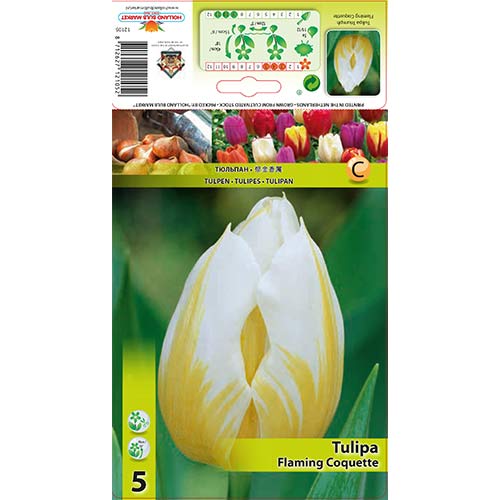 5 Stück, Tulpe Flaming Coquette - Blumenzwiebeln: Ilość w opakowaniu: 5 Stück