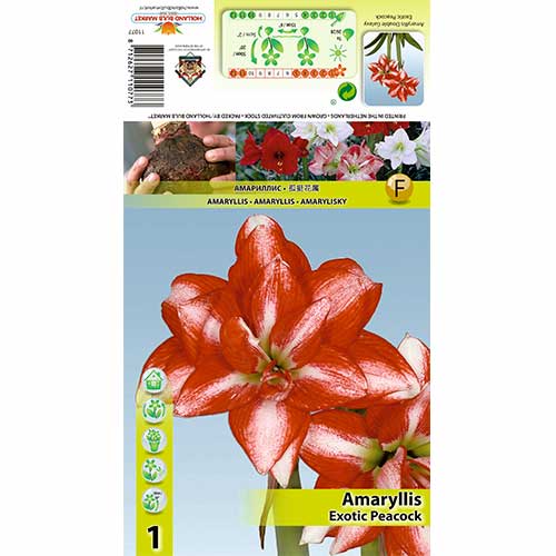 1 Stück, Amaryllis Exotic Peacock - Zwiebeln: Ilość w opakowaniu: 1 Stück
