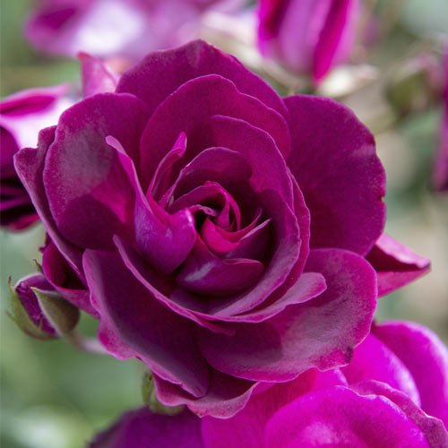 Rosa floribunda Burgundy Iceberg , C5 - Plântulas: Ilość w opakowaniu: 1 plant