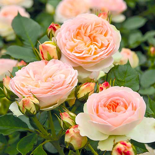 Rosas floribunda Fun Fashion - Plántulas: Ilość w opakowaniu: 1 plantas