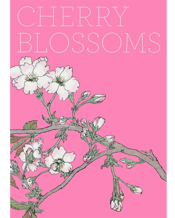 Cherry Blossoms