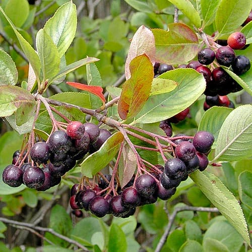 1 sadz, Aronia Hugin - Sadzonki: Ilość w opakowaniu: 1 sadz