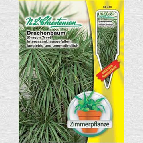 1 pac, Dracena (Copacul dragon) - Semințe: Mod de ambalare: 1 pac