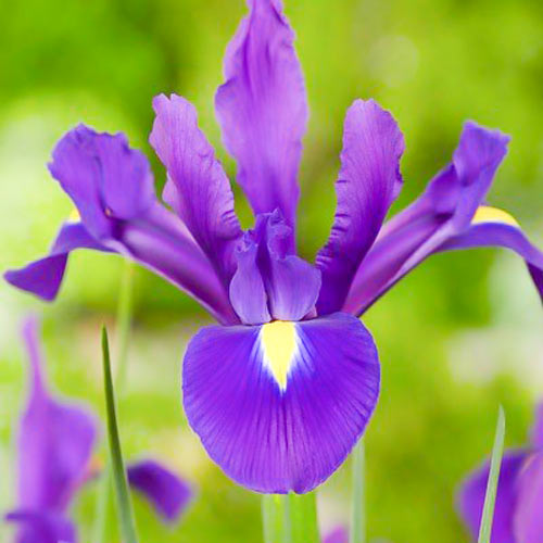 10 buc, Iris olandez Purple Sensation - Bulbi: Mod de ambalare: 10 buc