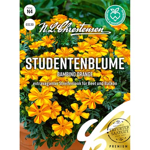 1 ob, Aksamitník rozkladitý Bambino Orange - : Monžstvo balíkov: 1 ob