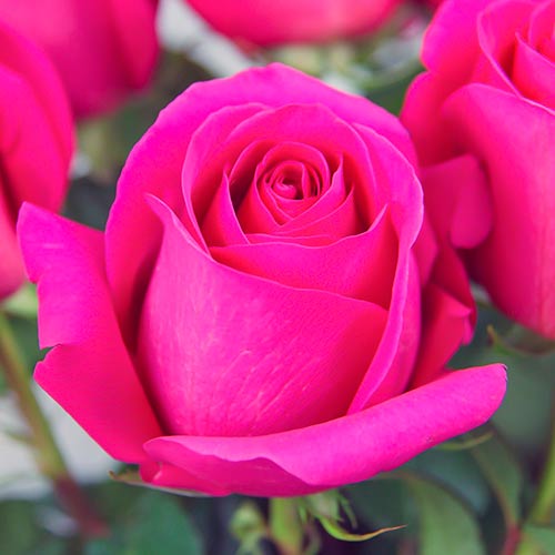 1 saz, Růže velkokvětá Pink, root ball - : Monžstvo balíkov: 1 saz