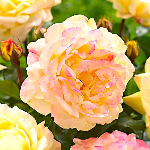 1 db, Rózsák floribunda Lampion - Palánták: Mod de ambalare: 1 db
