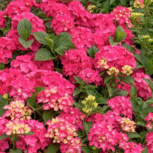 1 Pflanze(n), Gartenhortensie Pia, C2 - Setzlinge: Ilość w opakowaniu: 1 Pflanze(n)