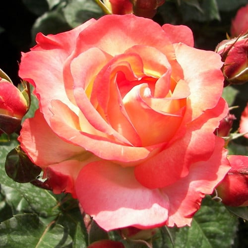 1 Pflanze(n), Großblütige Rose Elena, C5 - Setzlinge: Ilość w opakowaniu: 1 Pflanze(n)
