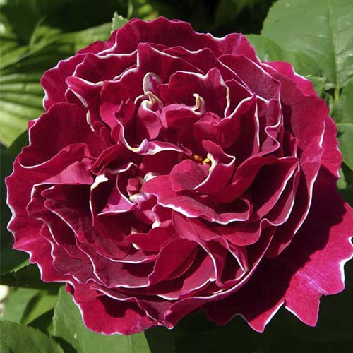 Rosa trepadeira Baron Girod De L'ain, C5 - Plântulas: Ilość w opakowaniu: 1 plant