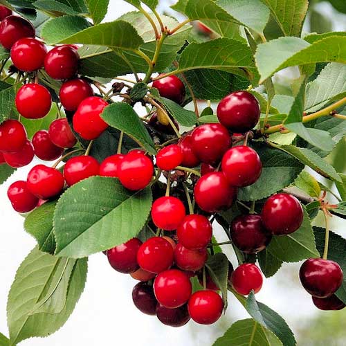 Cereza Florinas - Plántulas: Ilość w opakowaniu: 1 plantas