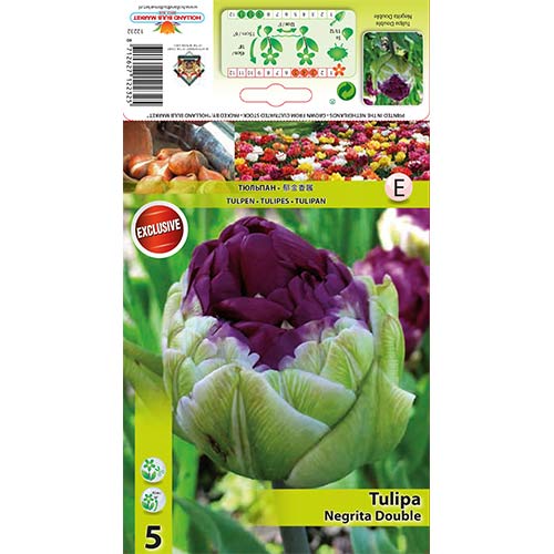 Tulipan pełny Negrita - Cebule: Ilość w opakowaniu: 5 szt. - GradinaMax
