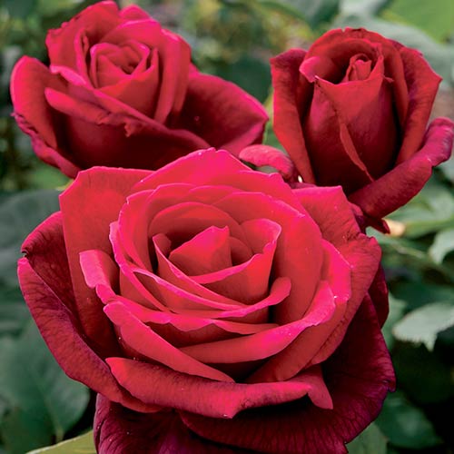 1 sadz, Róża (Rosa) wielkokwiatowa Mister Lincoln - Sadzonki: Ilość w opakowaniu: 1 sadz
