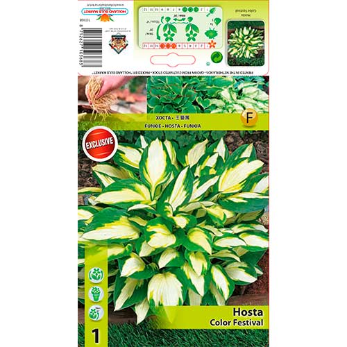 1 szt., Hosta (Funkia) Color Festival - Byliny: Ilość w opakowaniu: 1 szt.