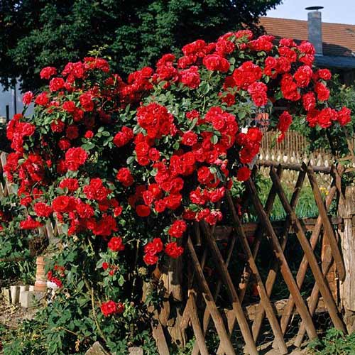 1 szt, Róża pnąca Crimson Large - Sadzonki: Ilość w opakowaniu: 1 sadz