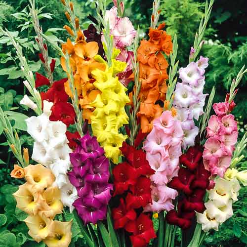 10 buc, Gladiole bambino mix multicolor - Bulbi: Mod de ambalare: 10 buc