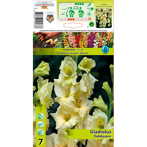 7 buc, Gladiole Debbyann - Bulbi: Mod de ambalare: 7 buc
