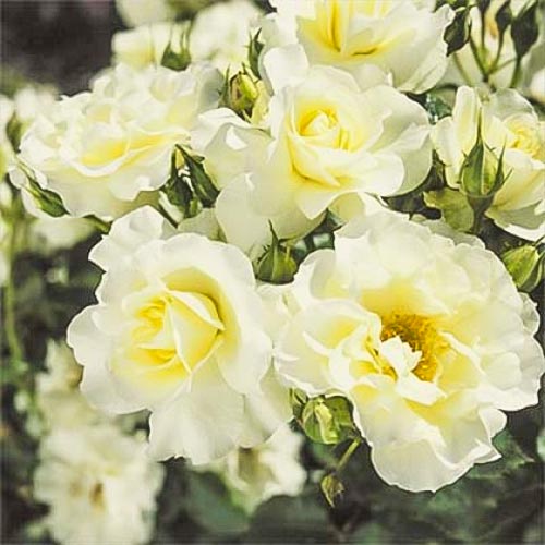 1 buc, Trandafir floribunda White Meilove - Butași: Mod de ambalare: 1 buc
