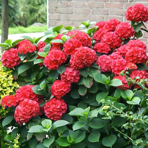 1 buc, Hortensia macrophylla Red Miss Hepburn, P9 - Răsaduri: Mod de ambalare: 1 buc